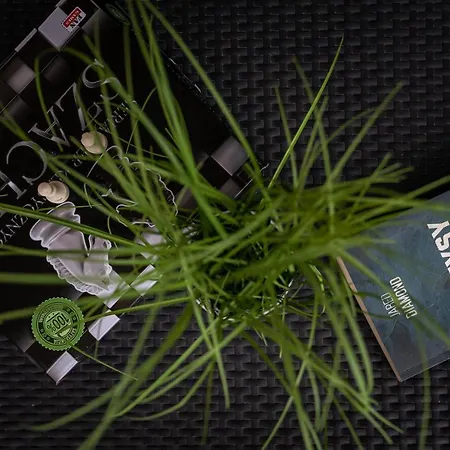 Apartment Blue Sky Perla C1 Invest *